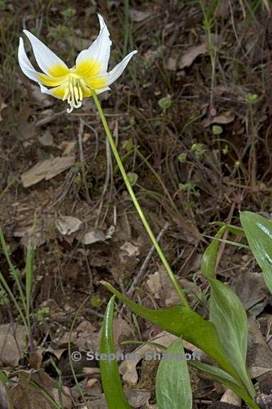 erythronium multiscapideum 7 graphic